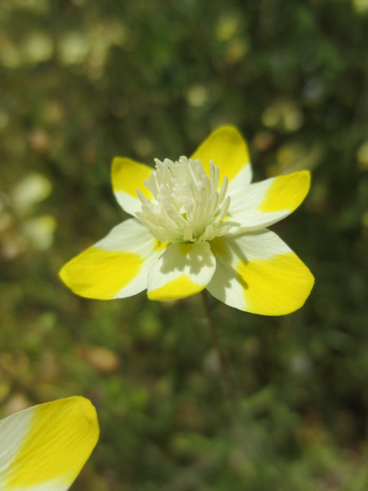 Platystemon californicus, Creamcups