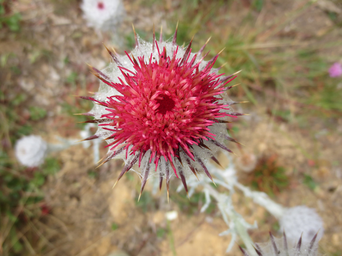 Cirsium occidentale, Cobweb Thistle