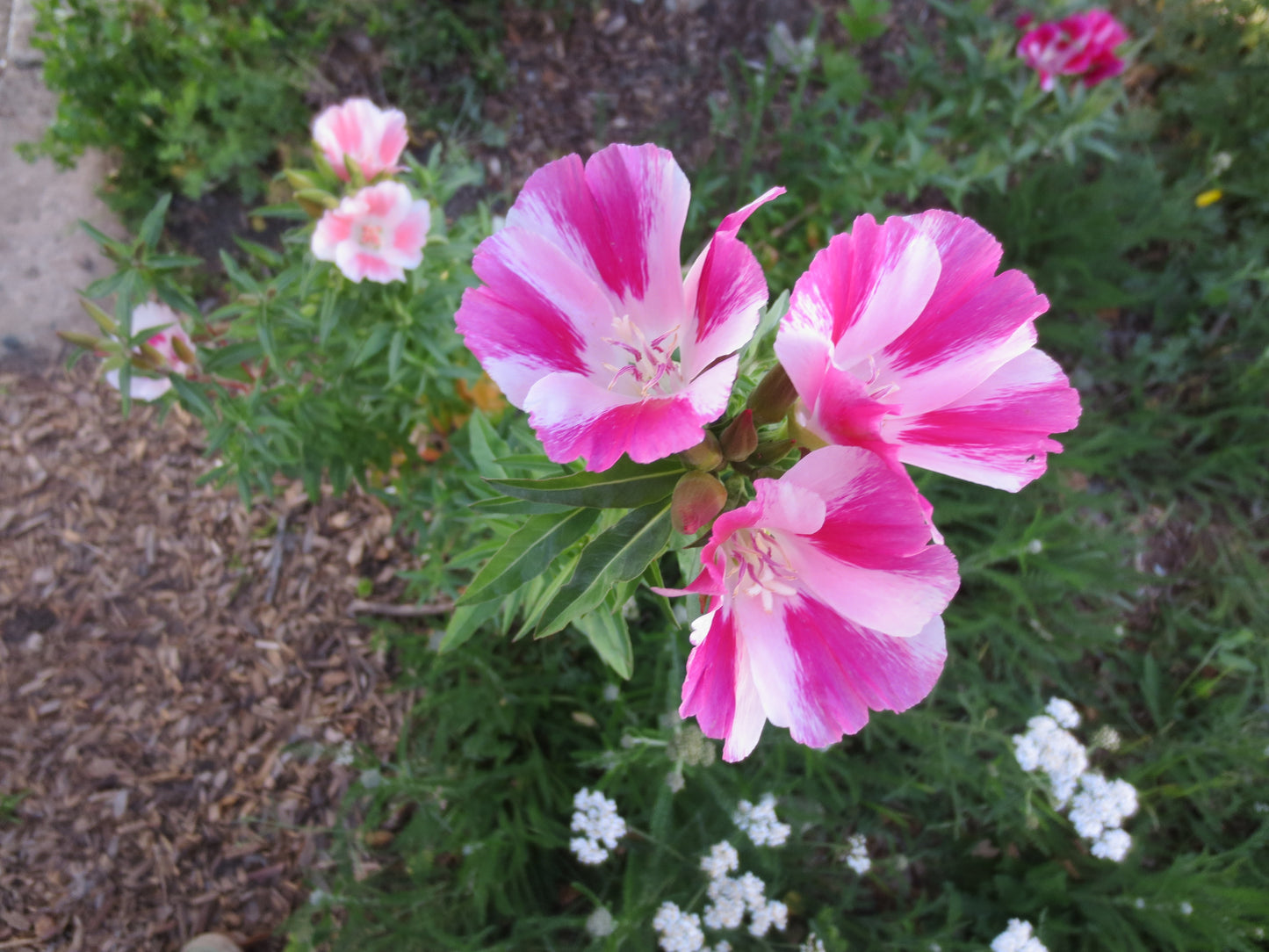 Clarkia amoena, Farewell-to-Spring