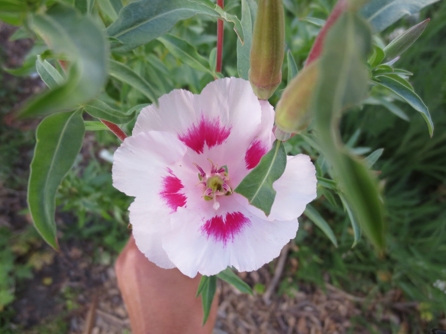 Clarkia amoena, Farewell-to-Spring