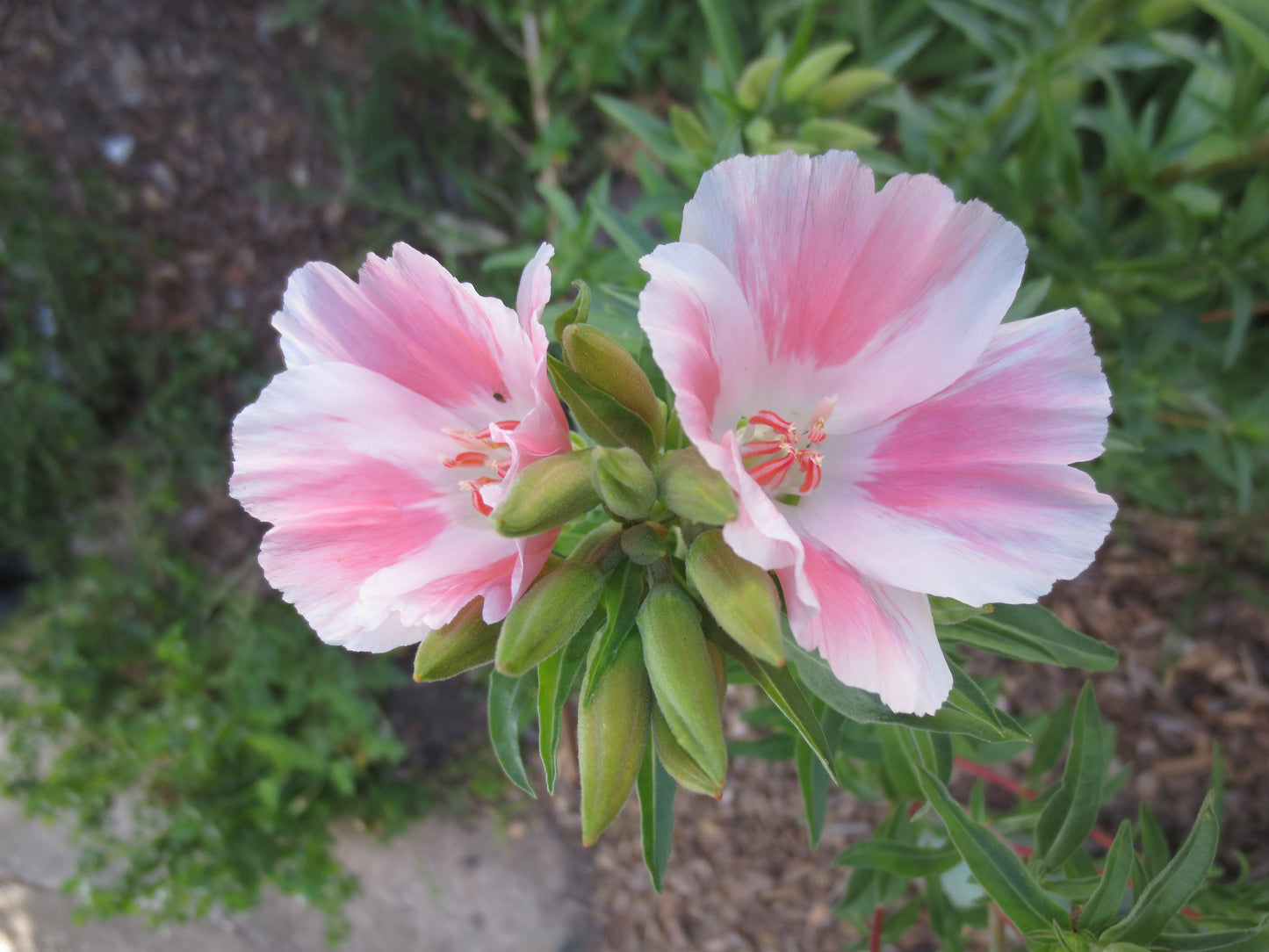 Clarkia amoena, Farewell-to-Spring