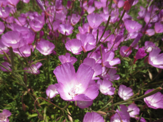 Clarkia bottae, Punchbowl Godetia