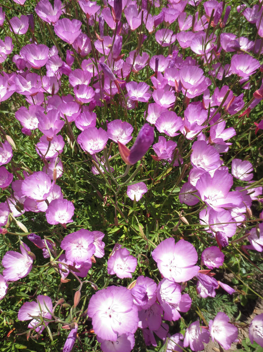 Clarkia bottae, Punchbowl Godetia