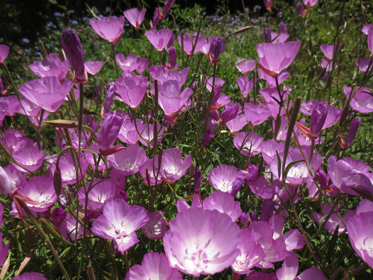 Clarkia bottae, Punchbowl Godetia