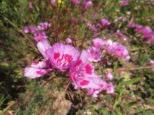 Clarkia amoena, Farewell-to-Spring 'Wild Form'