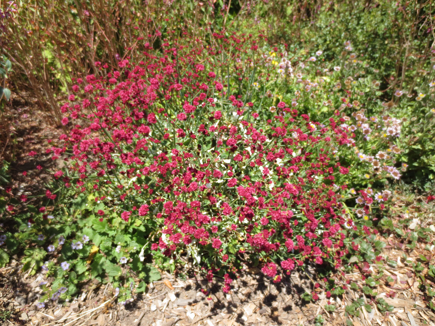 Eriogonum grande var. rubescens, Red-flowered Buckwheat