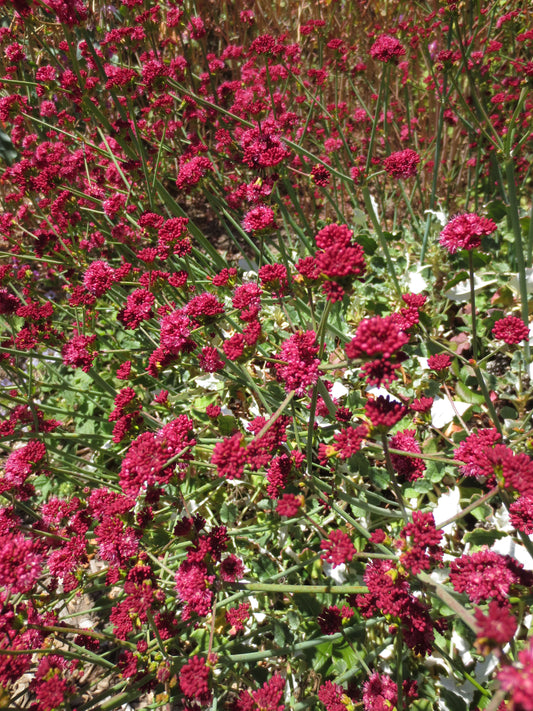 Eriogonum grande var. rubescens, Red-flowered Buckwheat