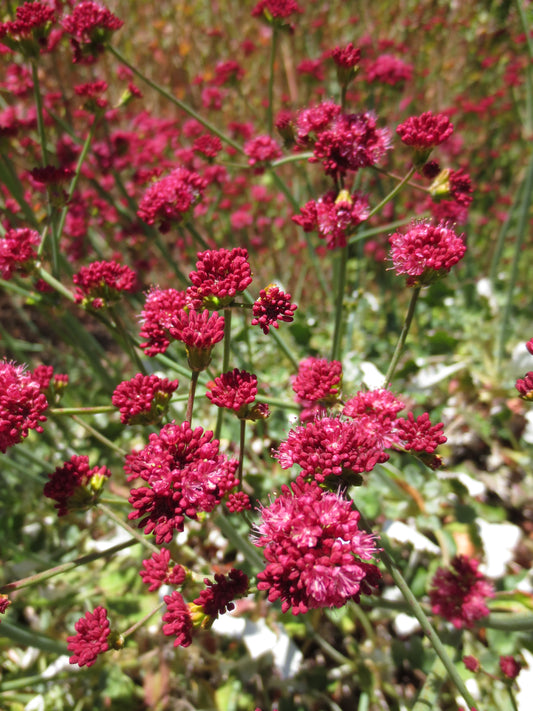 Eriogonum grande var. rubescens, Red-flowered Buckwheat