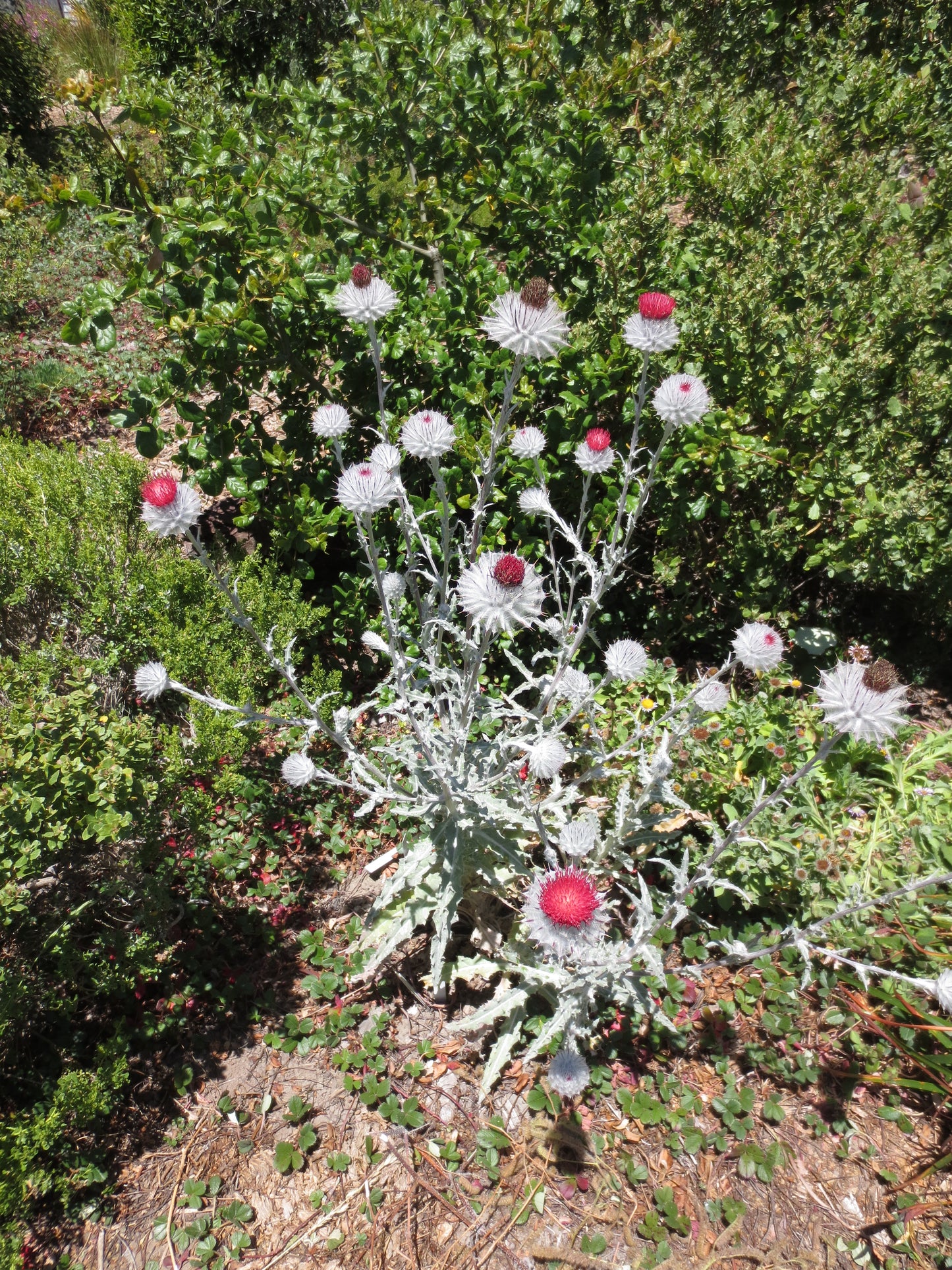 Cirsium occidentale, Cobweb Thistle