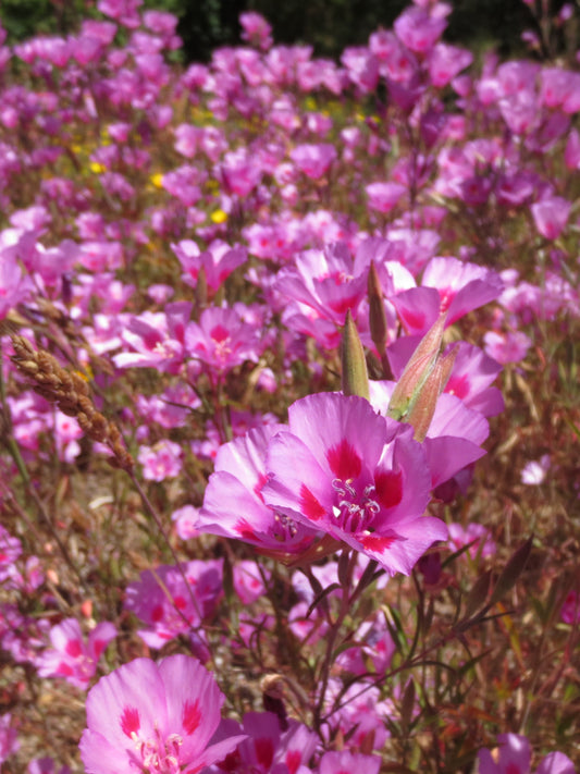 Clarkia amoena, Farewell-to-Spring 'Wild Form'