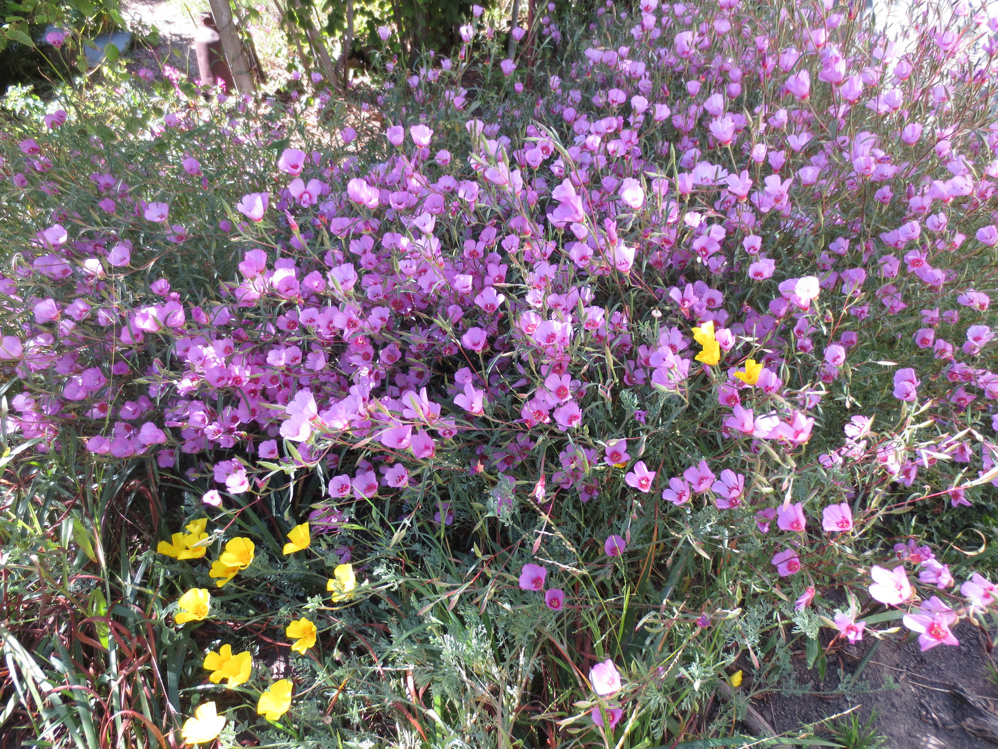 Clarkia rubicunda, Ruby Chalice Clarkia