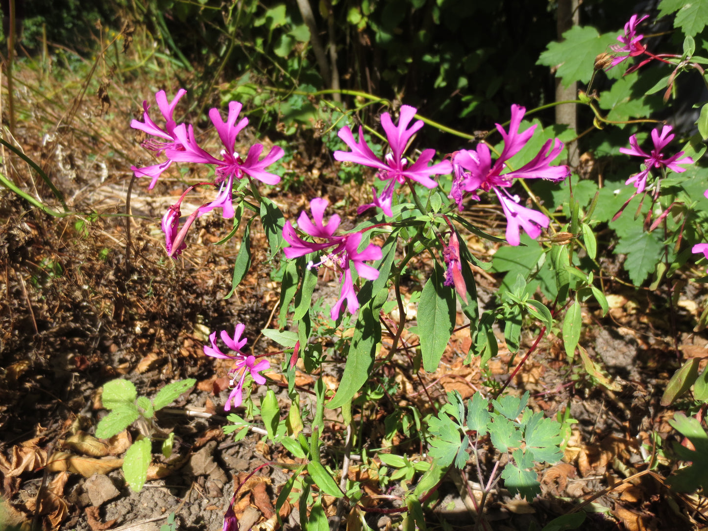 Clarkia concinna, Red Ribbons