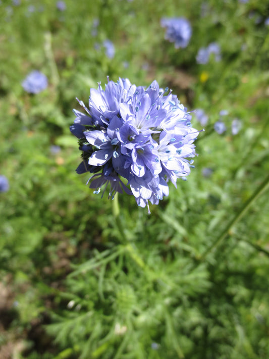 Gilia capitata, Globe Gilia