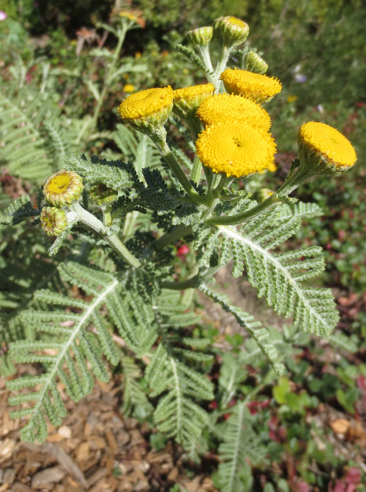 Tanacetum bipinnatum, Dune Tansy