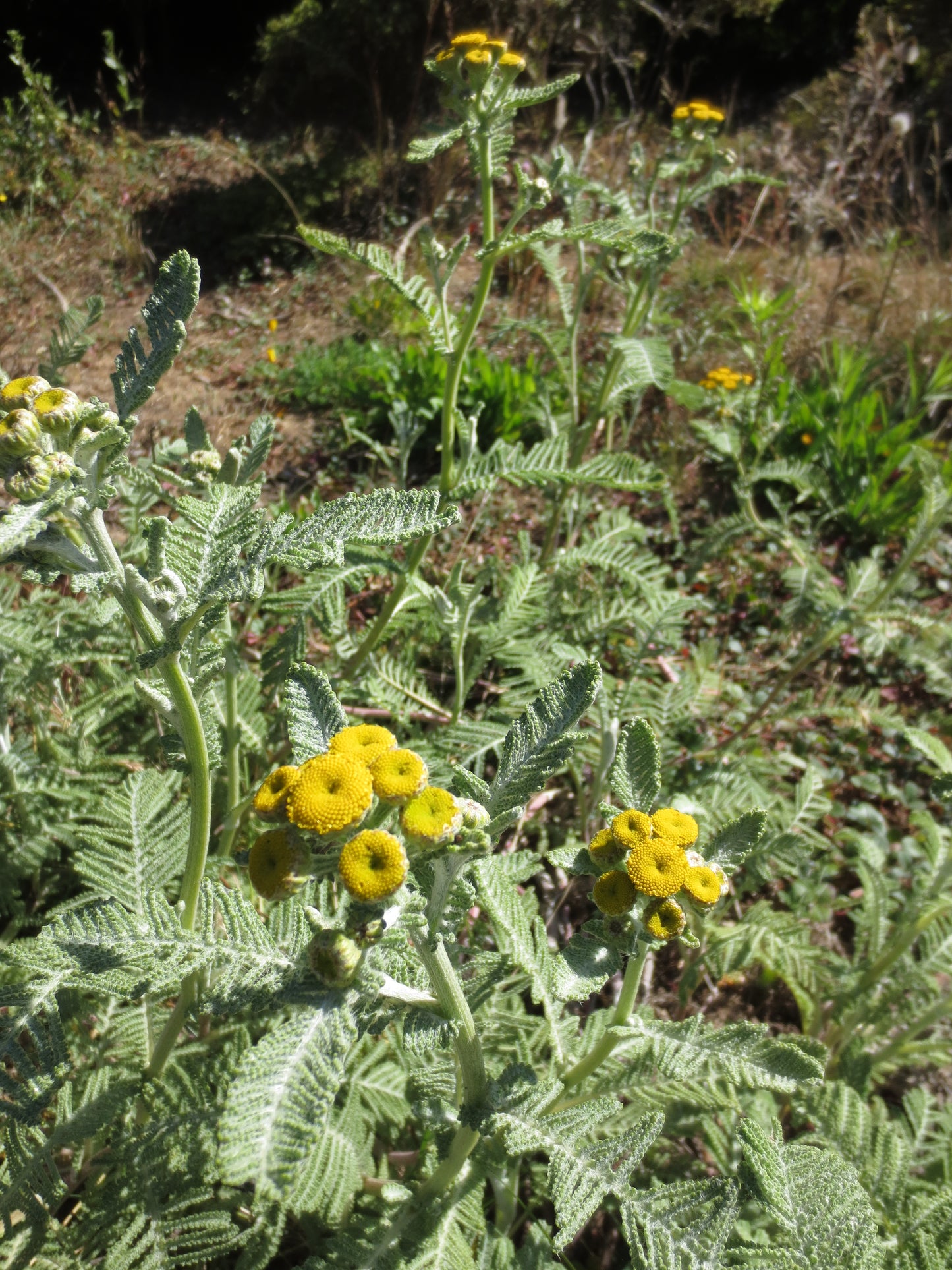 Tanacetum bipinnatum, Dune Tansy