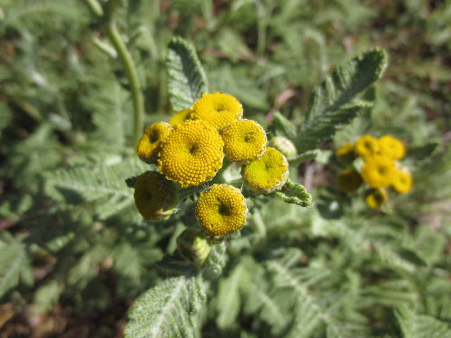 Tanacetum bipinnatum, Dune Tansy