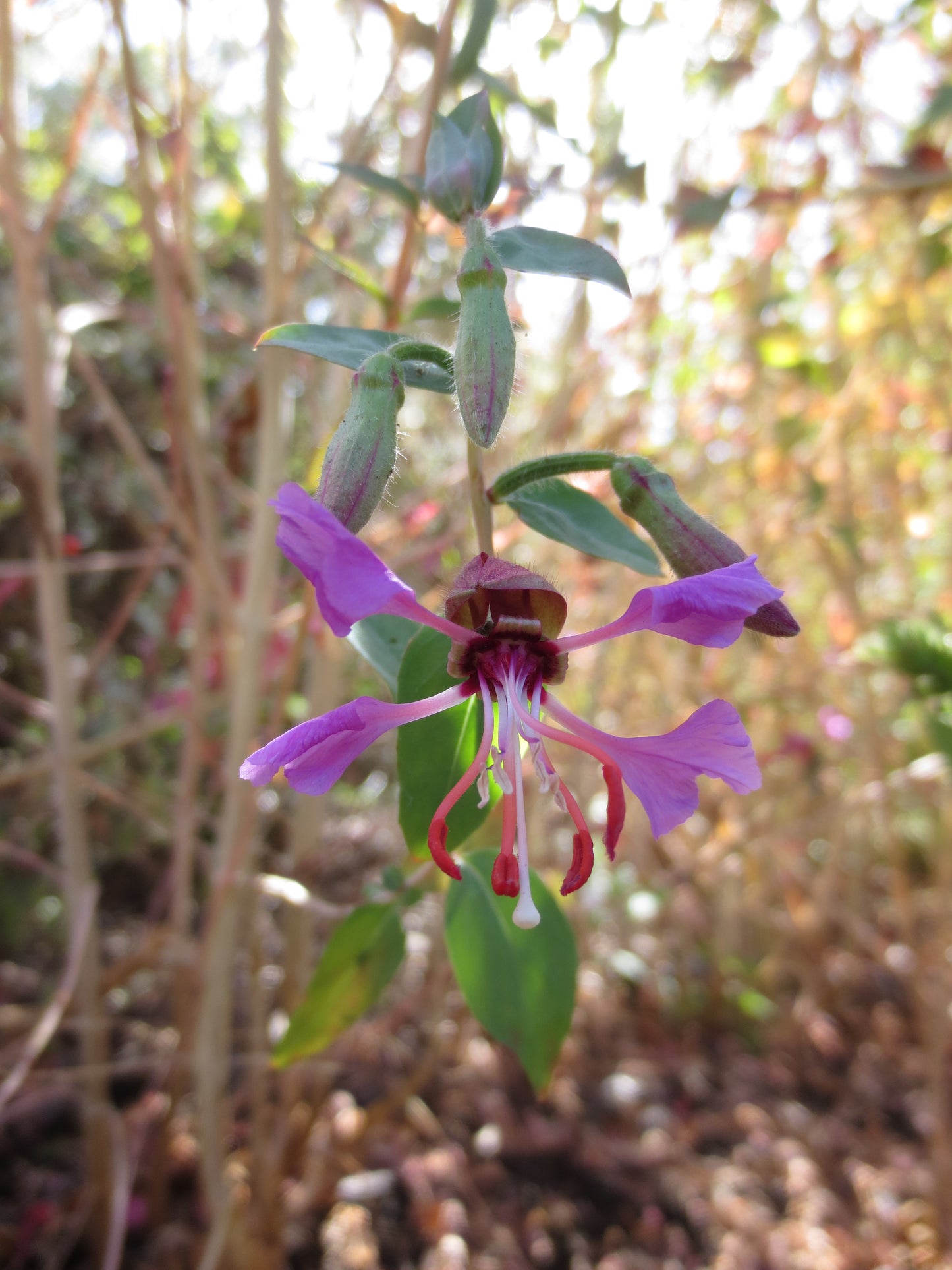Clarkia unguiculata wild, Mountain Garland 'Wild Form'