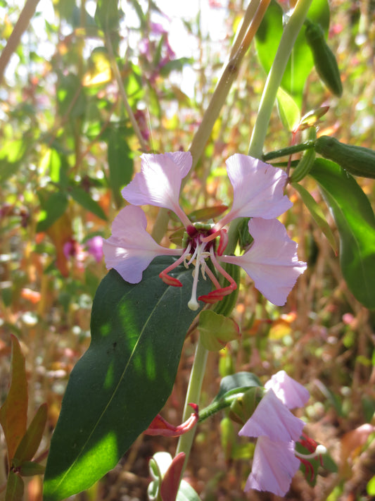 Clarkia unguiculata wild, Mountain Garland 'Wild Form'