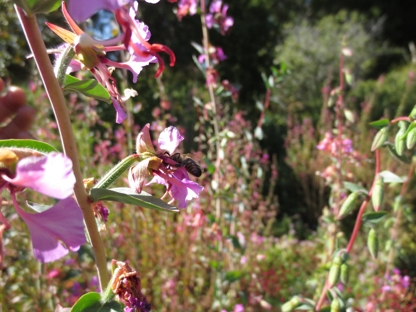 Clarkia unguiculata wild, Mountain Garland 'Wild Form'