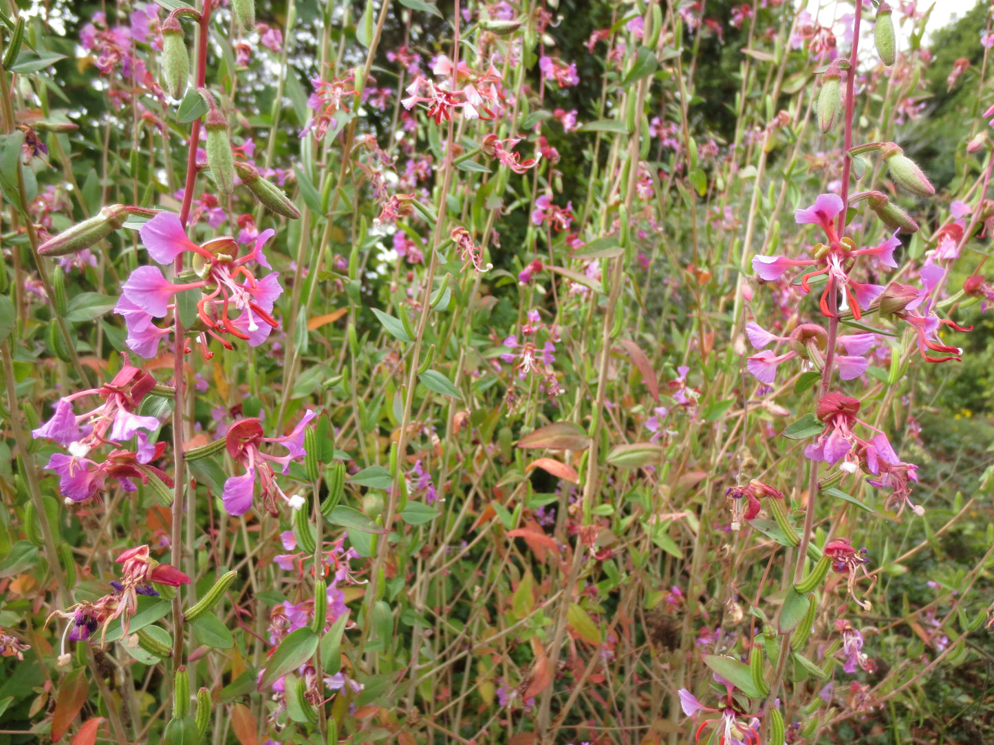 Clarkia unguiculata wild, Mountain Garland 'Wild Form'