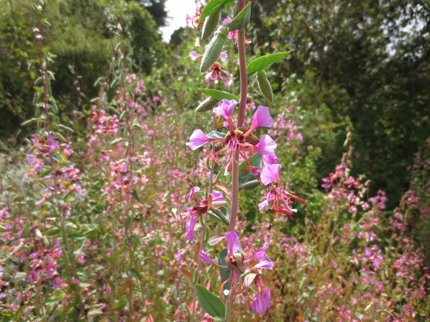Clarkia unguiculata wild, Mountain Garland 'Wild Form'