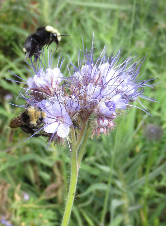 Phacelia tanacetifolia, Tansy-leaved Phacelia