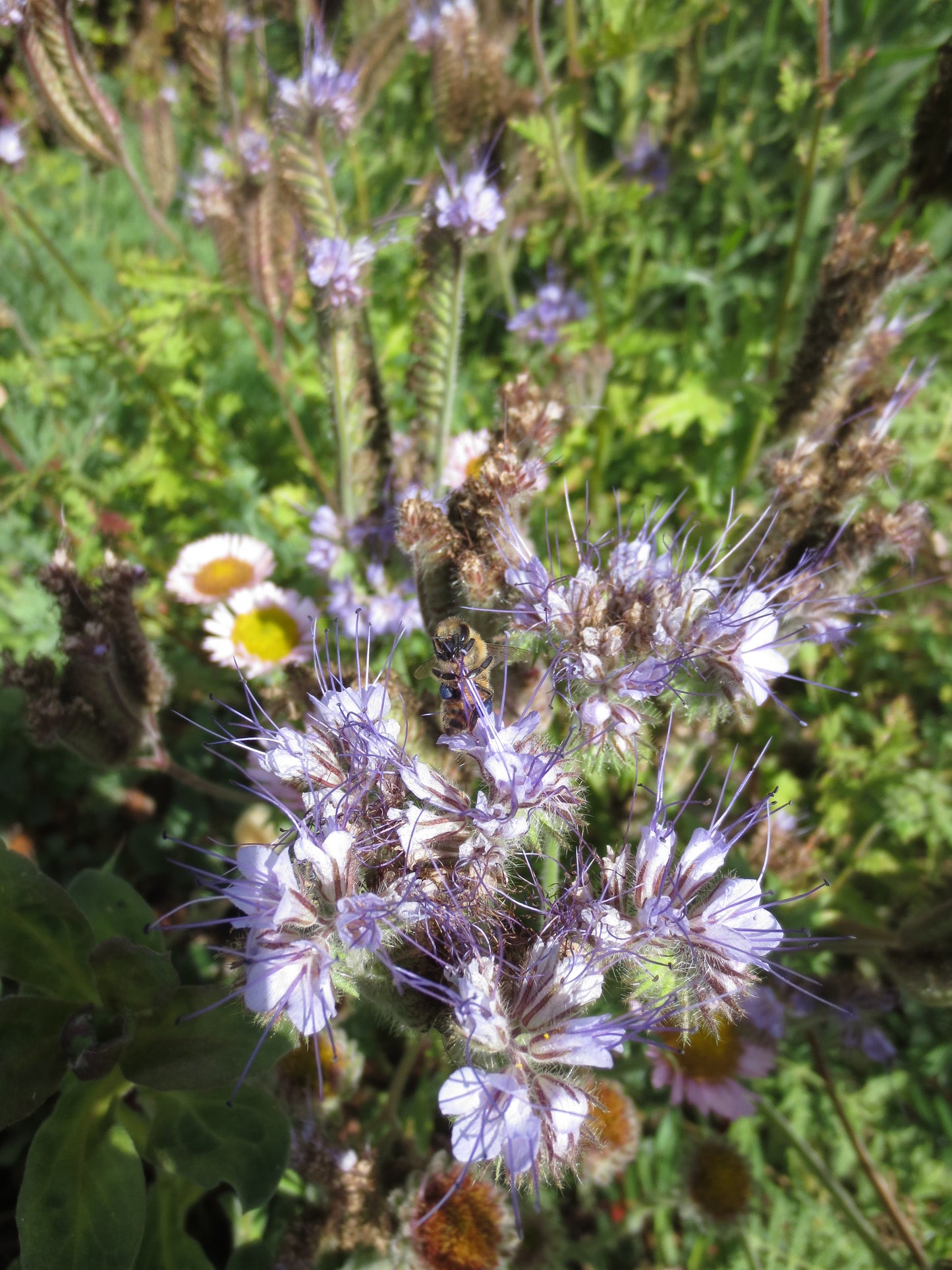 Phacelia tanacetifolia, Tansy-leaved Phacelia