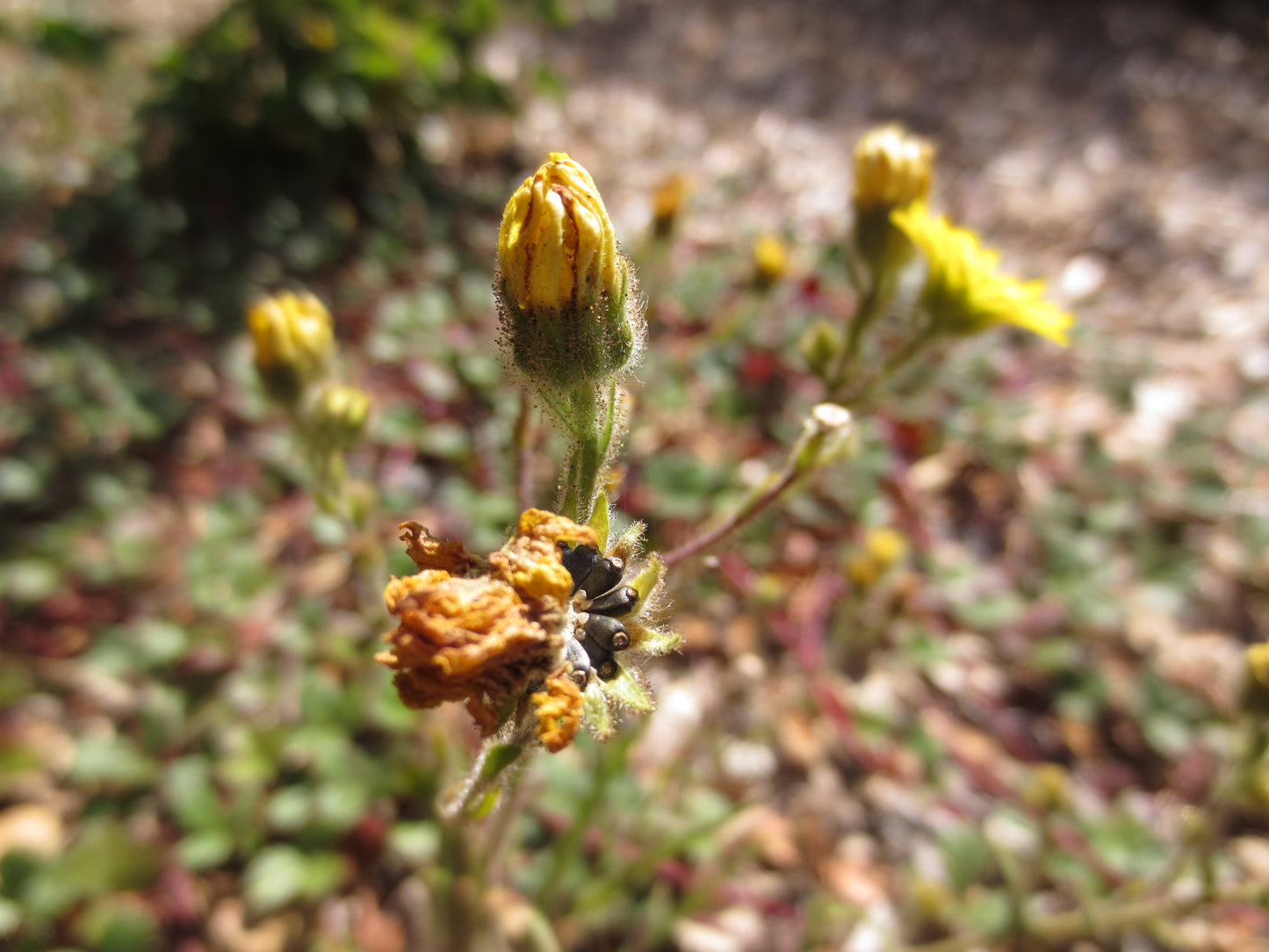 Hemizonia congesta ssp. lutescens, Hayfield Tarweed