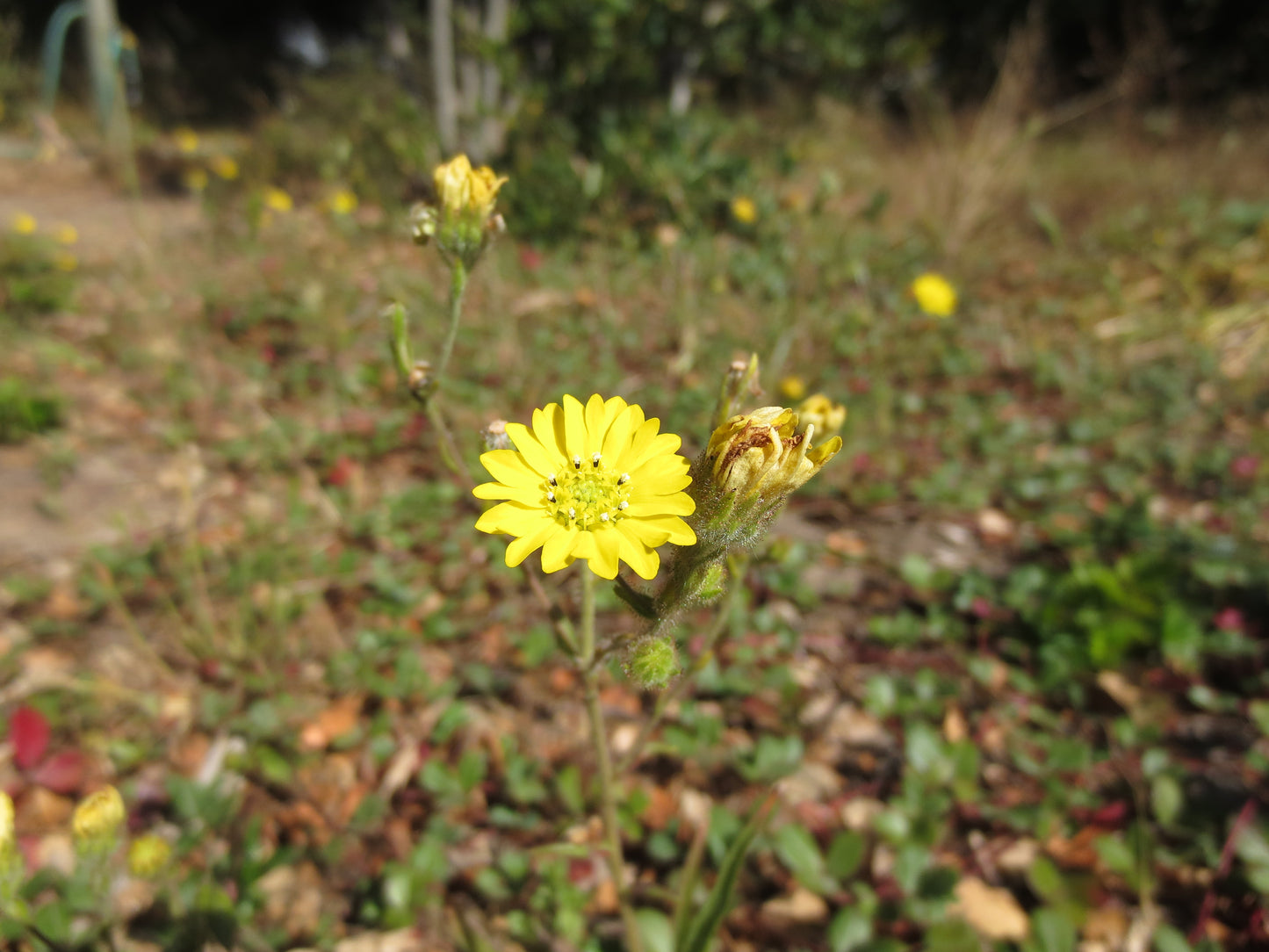 Hemizonia congesta ssp. lutescens, Hayfield Tarweed