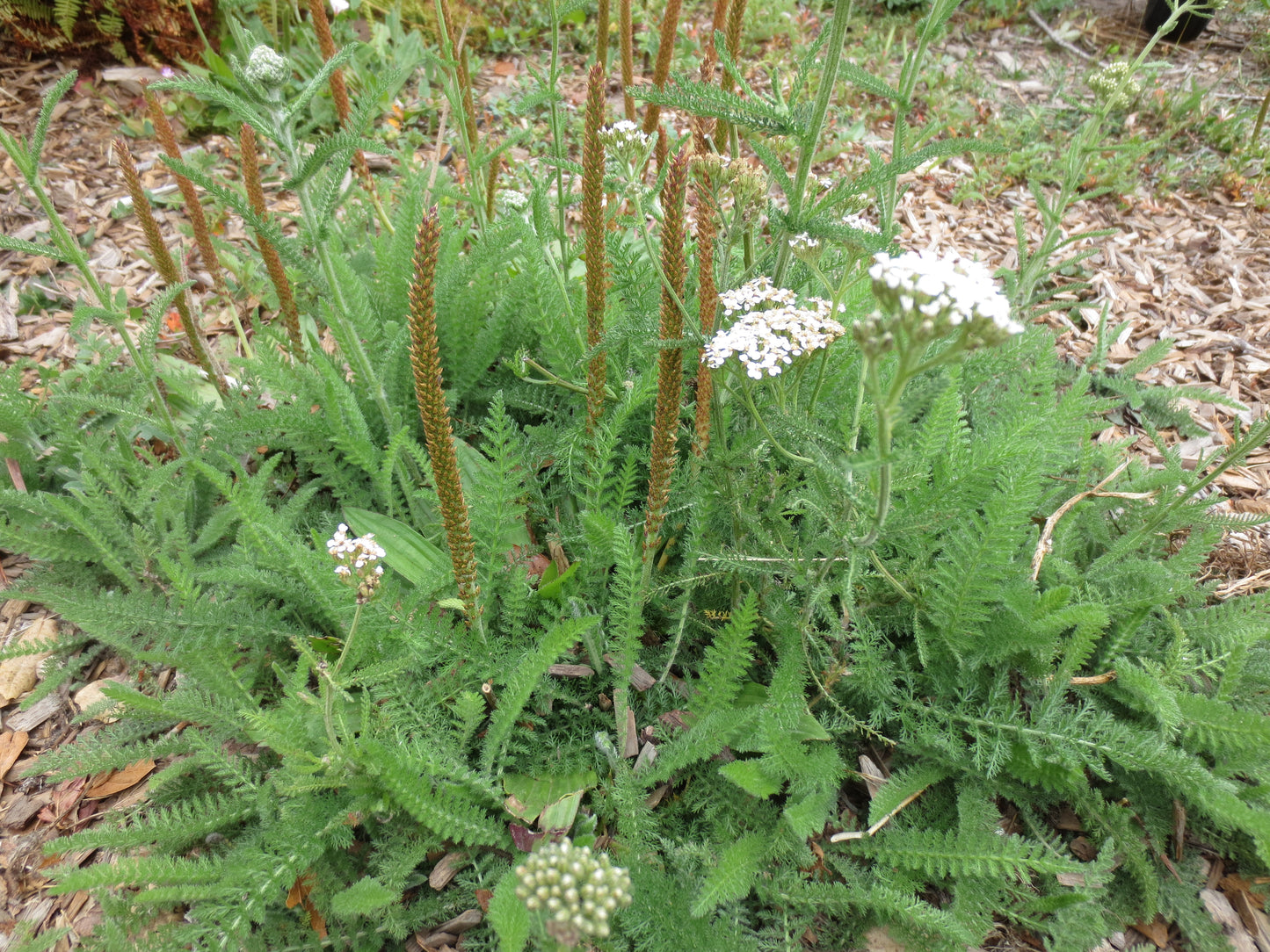 Plantago subnuda, Coastal Plantain