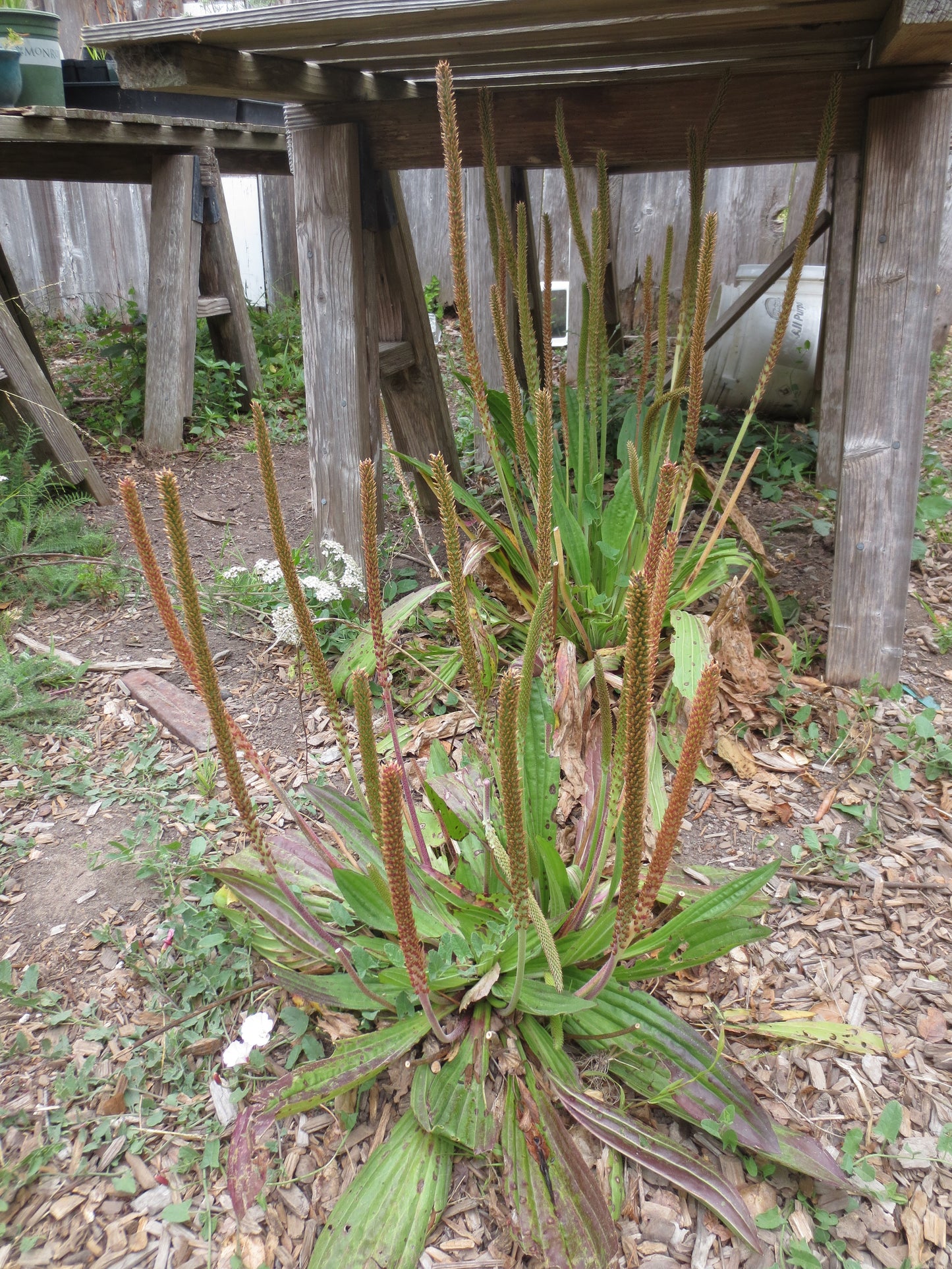 Plantago subnuda, Coastal Plantain