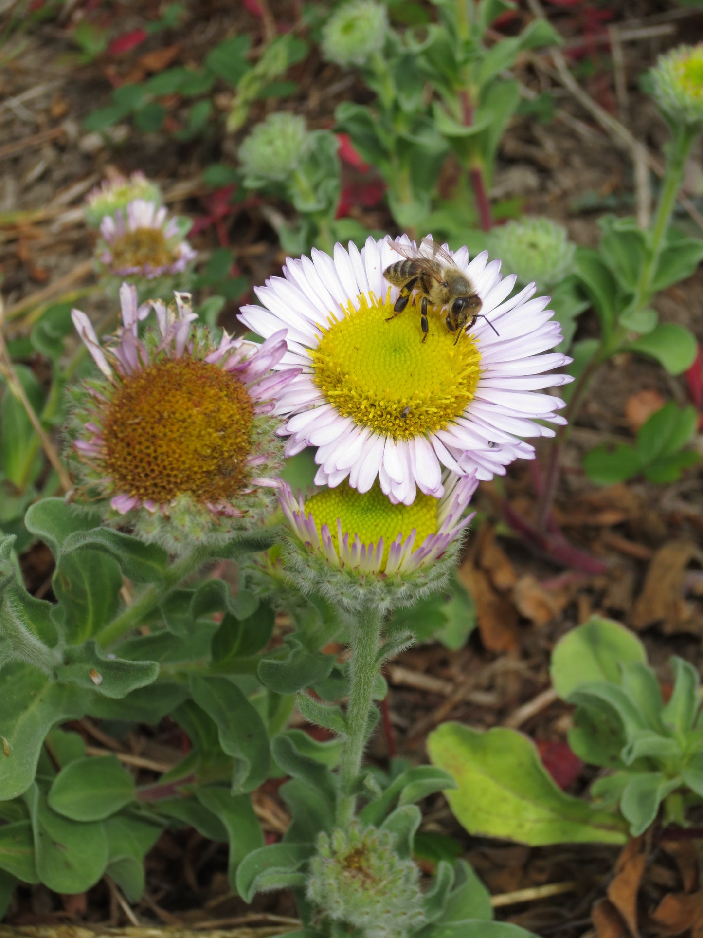 Erigeron glaucus, Beach Aster