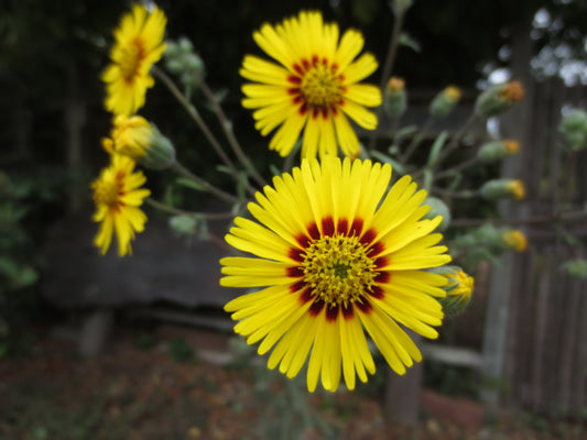 Madia elegans, Elegant Tarweed