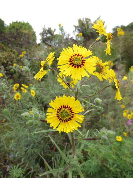 Madia elegans, Elegant Tarweed