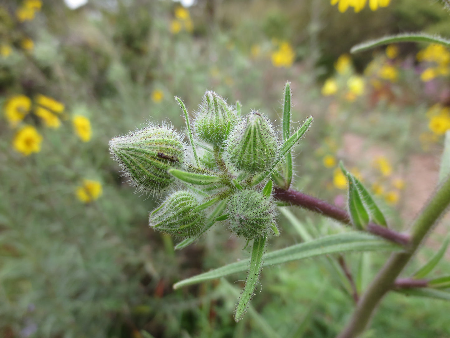 Madia elegans, Elegant Tarweed