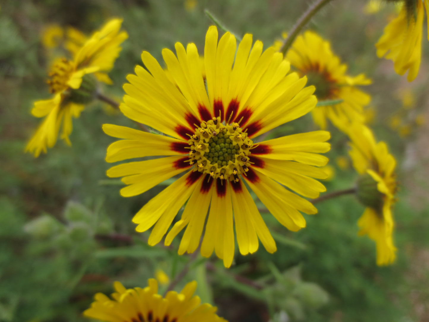 Madia elegans, Elegant Tarweed