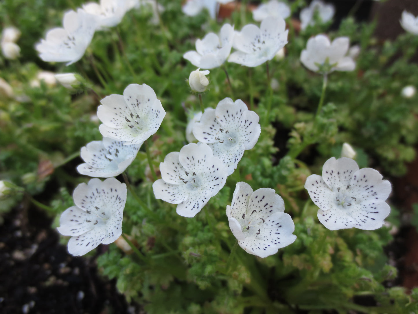 Nemophila menziesii var. atomaria, Baby-Blue-Eyes 'White Form'