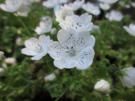 Nemophila menziesii var. atomaria, Baby-Blue-Eyes 'White Form'