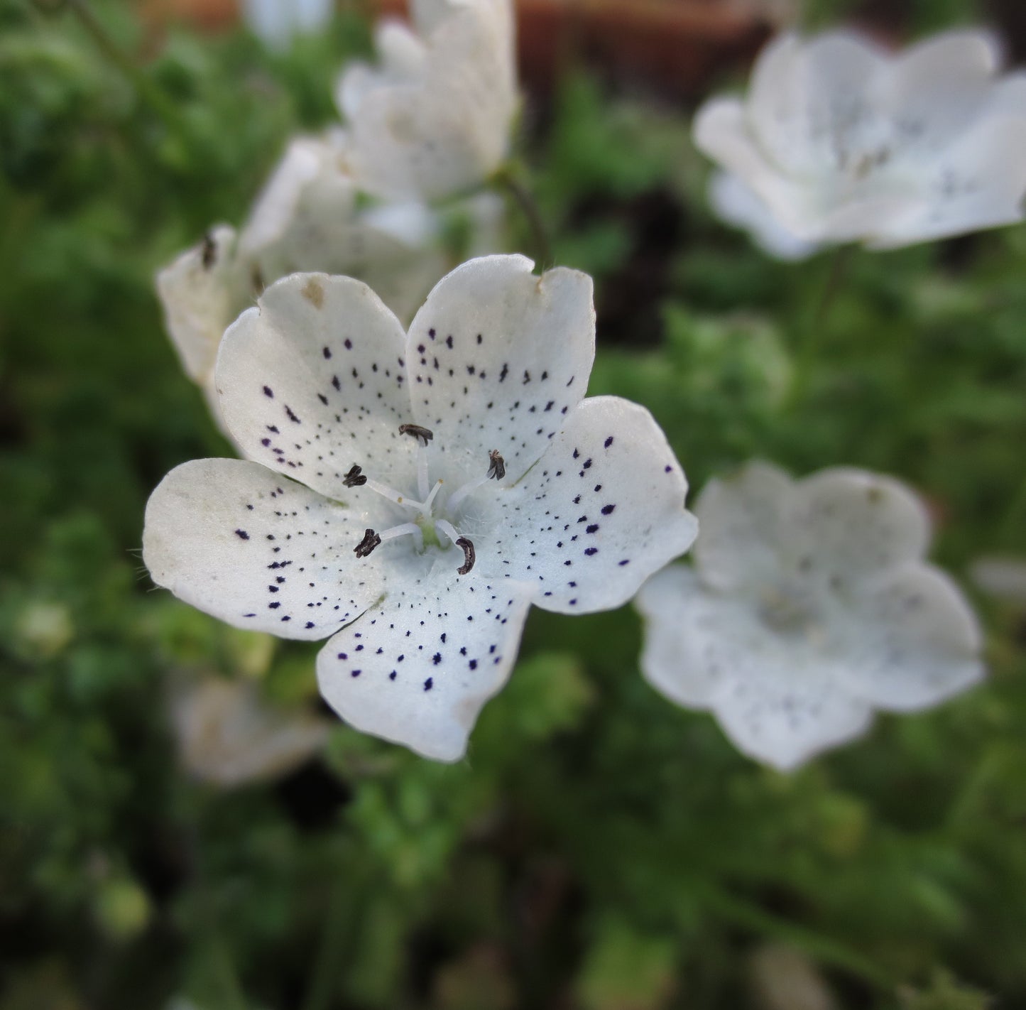 Nemophila menziesii var. atomaria, Baby-Blue-Eyes 'White Form'