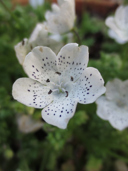 Nemophila menziesii var. atomaria, Baby-Blue-Eyes 'White Form'