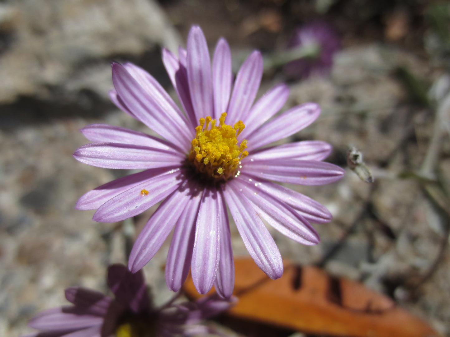 Corethrogyne filaginifolia, Dune Aster