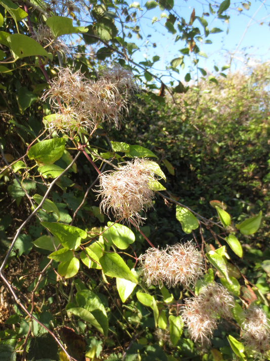 Clematis ligusticifolia, Western Virgin's Bower
