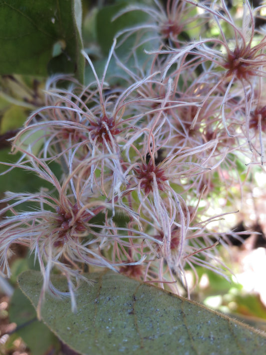 Clematis ligusticifolia, Western Virgin's Bower