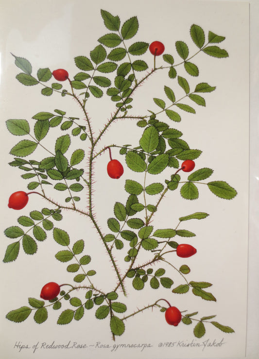 Redwood Rose Notecard by Kristin Jakob