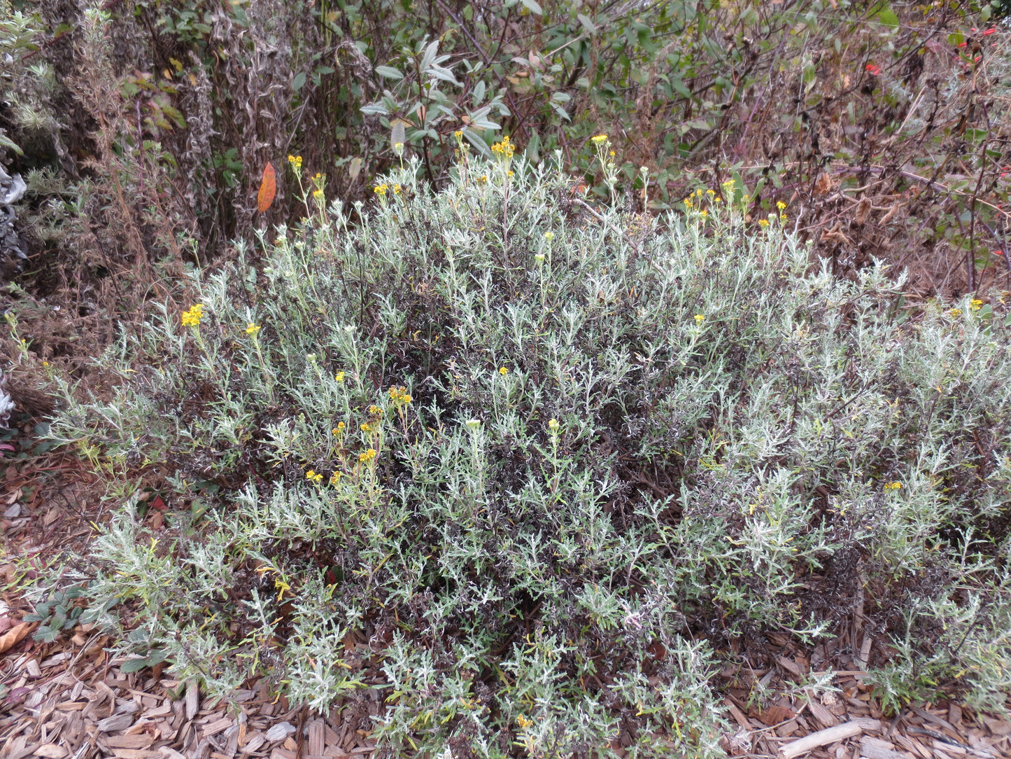 Eriophyllum staechadifolium, Lizard Tail