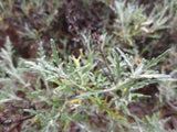 Eriophyllum staechadifolium, Lizard Tail