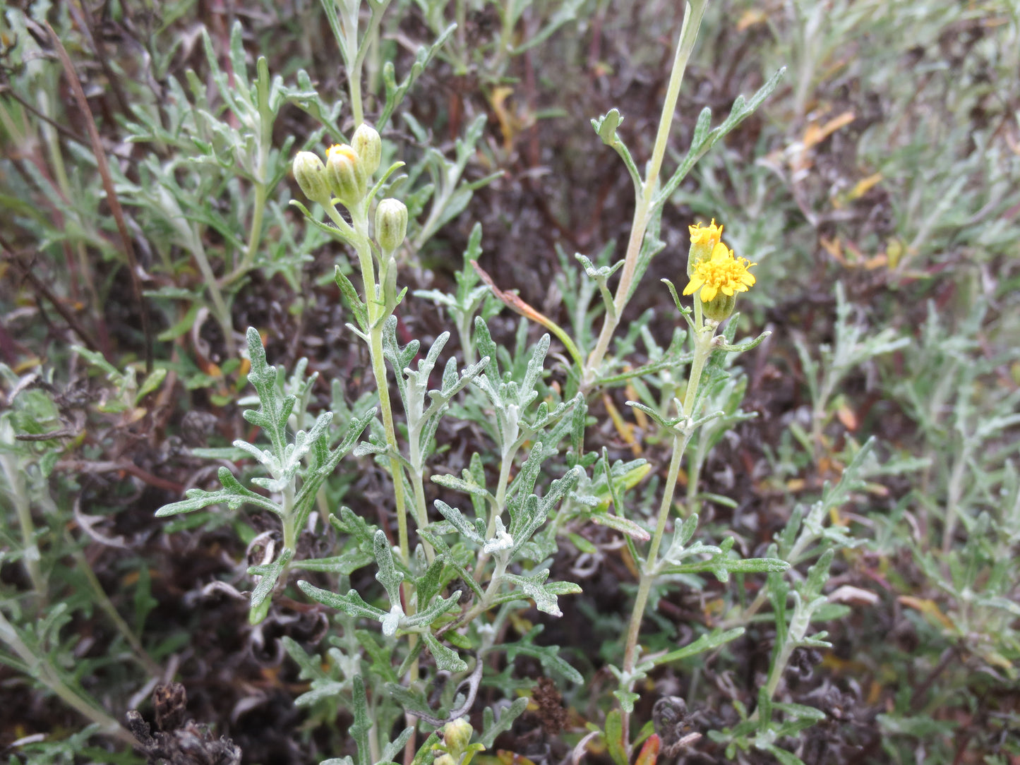 Eriophyllum staechadifolium, Lizard Tail