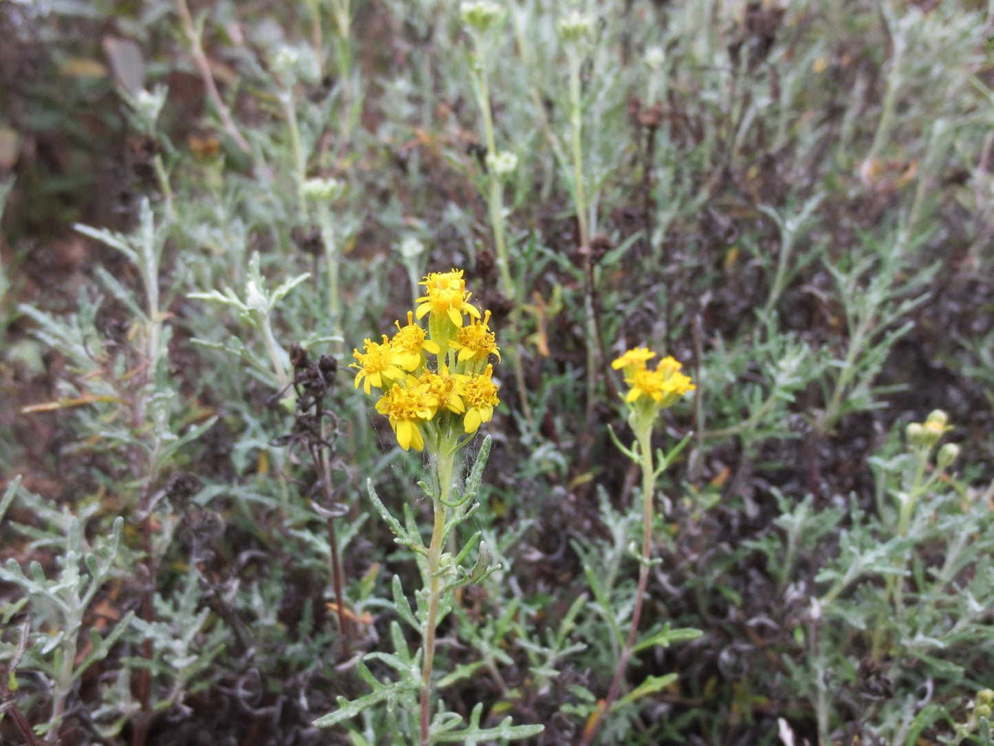 Eriophyllum staechadifolium, Lizard Tail