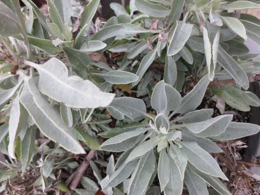 Salvia apiana, White Sage