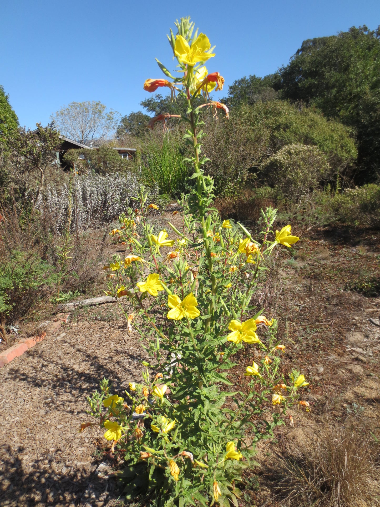 Oenothera hookeri, Evening Primrose